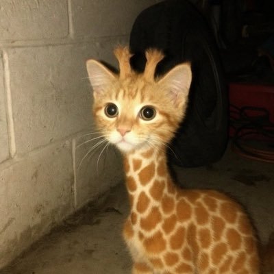 chiraffee's profile picture. kanfused emoji