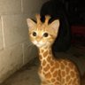 chiraffee's profile picture. kanfused emoji