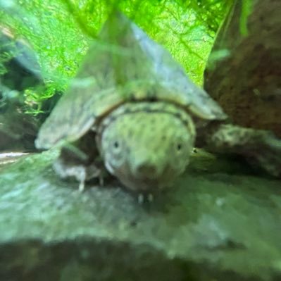 0xxx0cat's profile picture. 