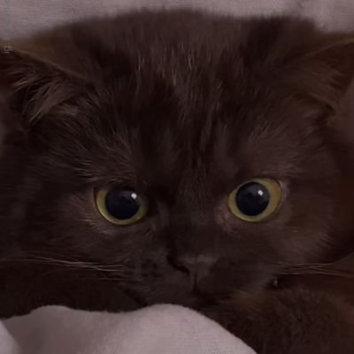 revelevah's profile picture. missing you is all I have become