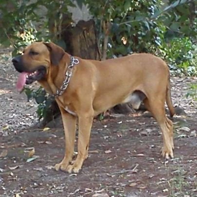 ArteCocol35687's profile picture. Conservador y restaurador de arte y documentos antiguos.