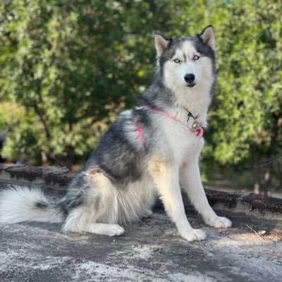 iamsiddhuu's profile picture. ANIRUDH