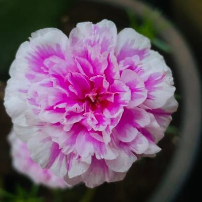 SomeshSome14433's profile picture. 