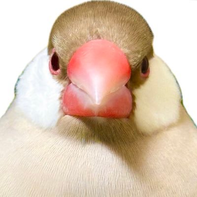 Otetsudai_New's profile picture. アイコンはシナモン文鳥のカボちゃん🐤ヘッダーはパステルアゲイト文鳥のふーちゃん🐦