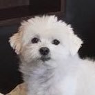 antachoiinho's profile picture. 🇰🇷장르팔비추 20⬆️