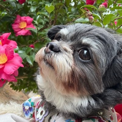 koinua_koinu's profile picture. ただただ愛されている犬、2022年8月5日生まれ、チワワとプードルが入ってる。散歩大好き。太りやすい。