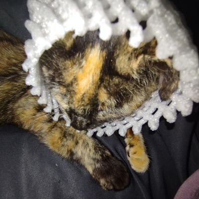 Dim2712's profile picture. Deobi yang lagi oleng ke vtuber kucing oyen🙀