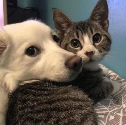 Shadyytheking's profile picture. pspspsps