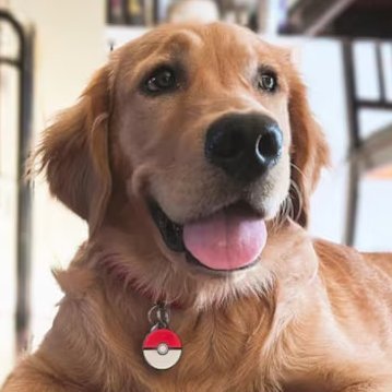 BarksFromBelow's profile picture. Pokémon • Reality TV • Anime/Cartoons • Fantasy Books • D&D
Multifandom brain = zero consistency, maximum enthusiasm ✨