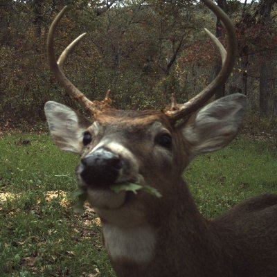 coolioak's profile picture. - any pronouns
- pokemon & csm fan