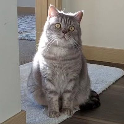 thaoshibe's profile picture. CS PhD @WisconsinCS 🥑 I'm trying to connect visual information... 🧠🔗👁️