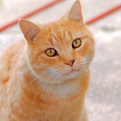 Tanvir395961's profile picture. 