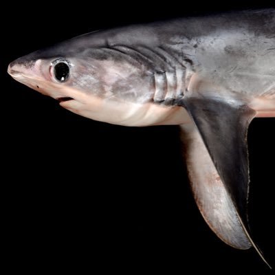 RITuebC3l62610's profile picture. 🐢