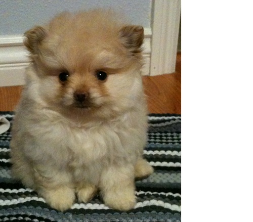 fvotechinc's profile picture. Subject Matter Expert in HMO/PPO/POS/IPA/MSO/ACO/Rx/Dental/Vision/Medical Group/Mental Health/Hospital/DME/Rad Lab Emphasize in Medicare and Medicaid.