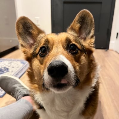 phnxhn's profile picture. DC / Gov Affairs / #hejabvb