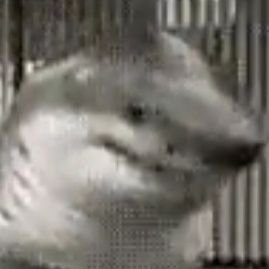 Godshark111's profile picture. ◇Furry Autista Crinjola pra kct◇ 
|16y| |Eu Gosto de FNaF🐻 Bendy🎞   Poppy Playtime🧩 Pc2🔦 Gmod🌐 e etc|