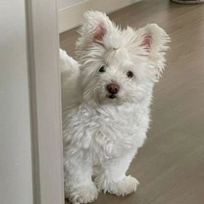 ki0ghr's profile picture. faywarr 🪄🪼