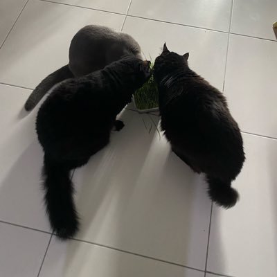 nurakhir_'s profile picture. maybe i should just vanish