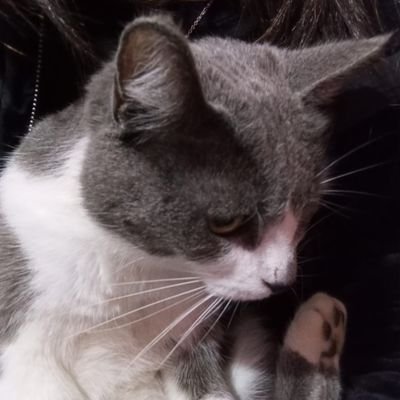 DrakkoBlox's profile picture. Im a little artist, and i really dont know how to speak good the english lol

Idk what to put here -_-