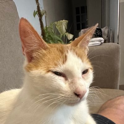 LuchoGianinetto's profile picture. 