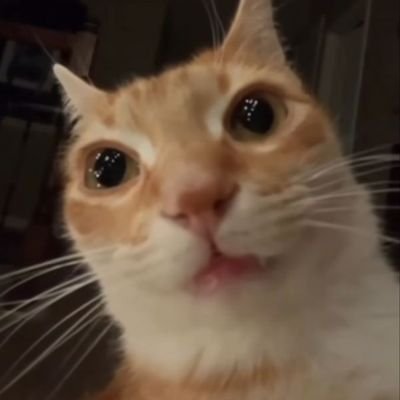 t20andnations's profile picture. Cricket 🏏 | Cinema junkie 🎬 | Corporate mazdoor 💼 |  Cat memes 🐾🐈‍⬛ I📍KKR 🖤💜 | Baz 158* 🗿 | Miss CLT20 🌏😭 | Active on X since 2025 | DM for F4F 🤝🏻