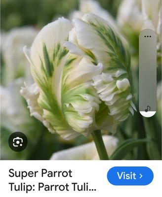 ladydi100000's profile picture. 