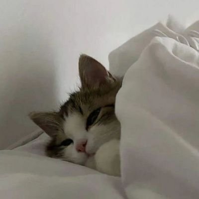 Avni3298's profile picture. Finding beauty in little things ✨
°:•.🐠*.•🪸.•:°