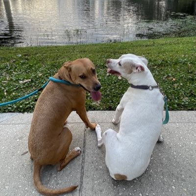 cjc1034's profile picture. Chocolate & Cupcake Crazy Obsessed with ❄️Frozen❄️ Outlander fan & big fan of @GloriousAllianc supporter of @freshstarttblc