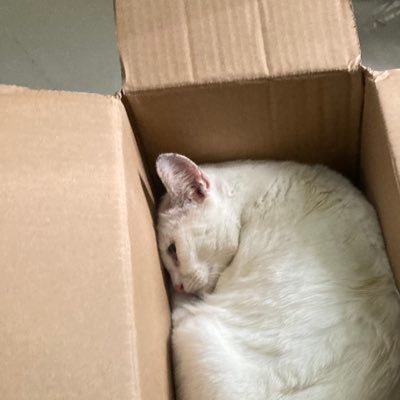 sinjiapoh's profile picture. the world surely better if i died at 2023