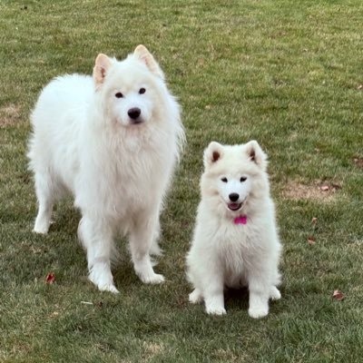 JackJFire's profile picture. Child of God, Husband, Samoyed Dad🐾Rural Mail Carrier @USPS📬🎓 ♫🏃🏻⚜@stnorbert '16 |@IRONMANtri x1 {Owner @Packers🧀Mod @tomgrossicomedy} my posts&RT≠$