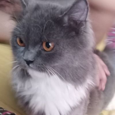 SunilKu38897475's profile picture. Proud Nationalist !

Post Graduate, Bachelor in Education