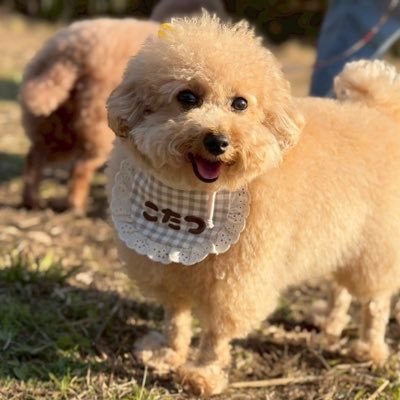 hentekotatsu's profile picture. ちょっぴりヘンテコなこたつの日常記録