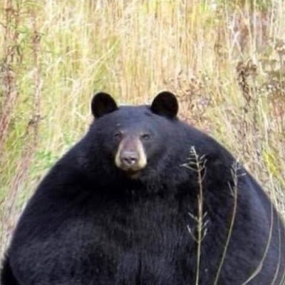 NovasphereC's profile picture. Professional Yuri connoisseur, anime enthusiast *Toonami included, video game lover