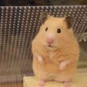 nshzxuz's profile picture. ハムちゃんに毎日癒されてます🐹💕 ゆるく仲良くしてください🌷