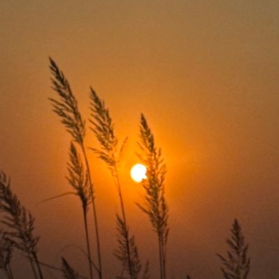 Hasan_sk02's profile picture. KEMU 26' || PGC 21' || BSS 16' || FEDERILIAN 19'