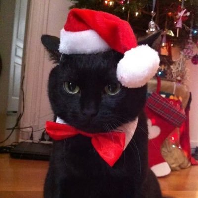 ryurumisecurity's profile picture. go stream number one girl || bodyguard rp of Ryu Rumi based on gimme that candyfloss @arsonide_