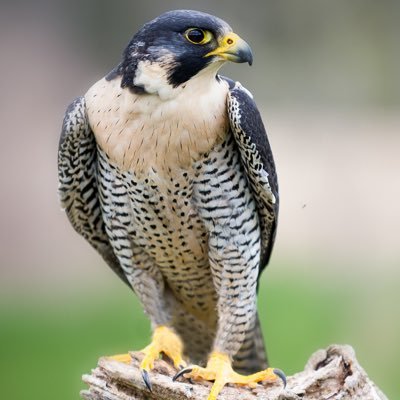 MilosCryptoo's profile picture. 