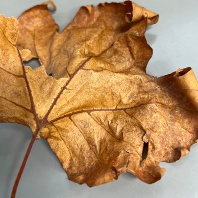 cdschrisTine07's profile picture. 