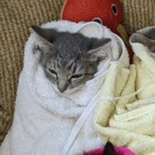 aentifragile's profile picture. Let me be found, like a Lost and Found.