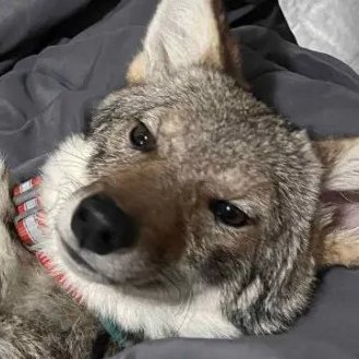 coyoyoyotee's profile picture. 