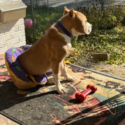 trozlizleozinho's profile picture. seriously hate it