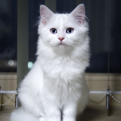 Akaji08's profile picture. 財政援助