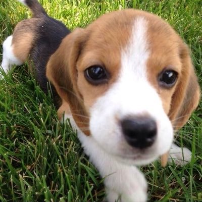 dionysianvessel's profile picture. little girl created by perverts. tw for weird behavior. it/its