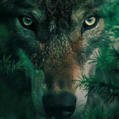 GoldenKoro66's profile picture. |like to make new friends| |DMs Open| |ever feel alone i’m here to help||btw i’m 18 and am not paying for comms| need a date (N)SFW am nice and likes doms bi