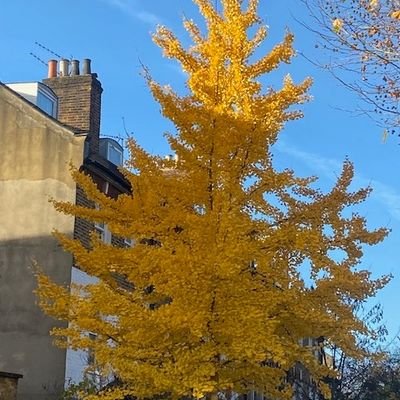 Huriye's profile picture. Enjoys a cup of tea & listening to Birdsong #History #Monarchy Love good TV Drama & Documentaries, Supporting GB Skaters, Spurs, Dance, Escaping Chronic Illness