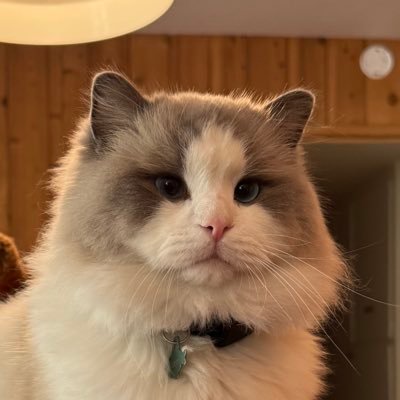 co1tran3's profile picture. Head of R&D @umg | pilot.skydiver.scuba.angel investor