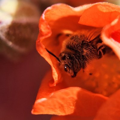 Aliciella_'s profile picture. bug enjoyer, biotech student, she/her