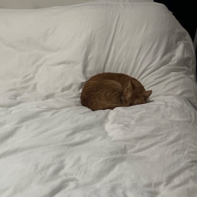 COMMEdesARCHIVE's profile picture. free palestine.