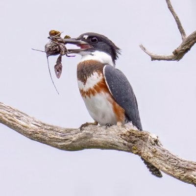 miki_fern's profile picture. 🇨🇦. civil servant, amongst other things. know the data, crunch everything, ask all questions, make decisions, re-evaluate, improve, repeat. opinions, MINE.