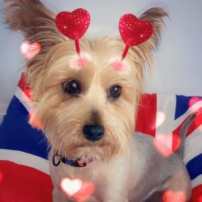 shankill_heart's profile picture. British Unionist 🇬🇧Proud and Passionate of my Heritage and Culture. Support our Armed Forces & Veterans .Adore the Mighty Glasgow Rangers 💙Dogs are family.